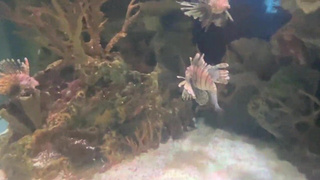 Aquarium Trip with Aliya Brynn Turns Into Aggreive Ass Eating and Milking