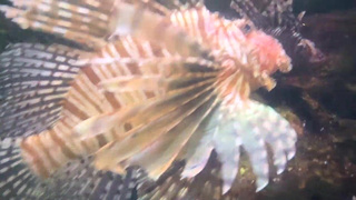 Aquarium Trip with Aliya Brynn Turns Into Aggreive Ass Eating and Milking