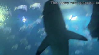 Aquarium Trip with Aliya Brynn Turns Into Aggreive Ass Eating and Milking